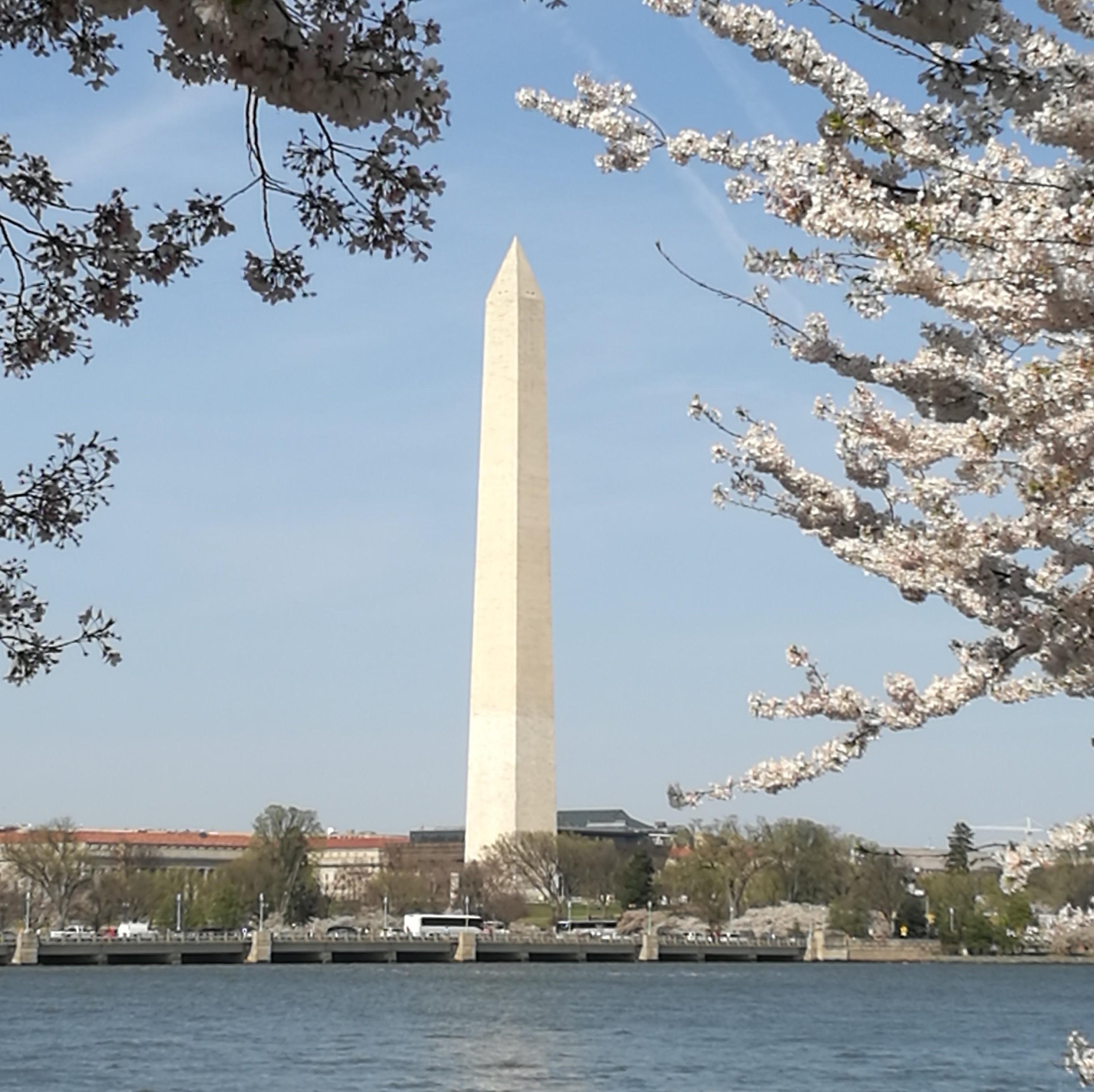 Washington Monument with cherry blossoms