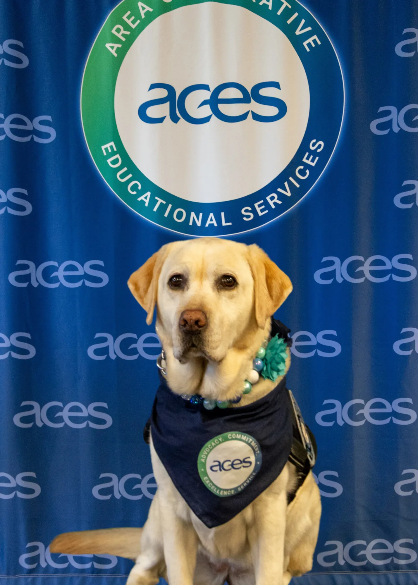 ACES Welcomes Heidi, a Highly Trained Facility Dog, to Advance Wellness and School Safety